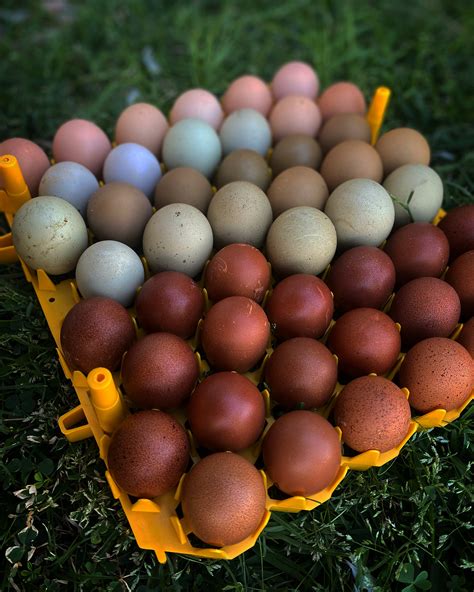 black copper marans egg color chart 7