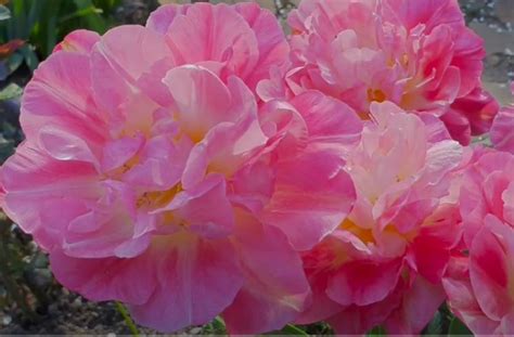 Double Sugar tulip-Grow and Care - Flowersvideo