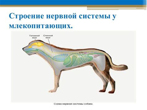 Презентация - Высшая нервная деятельность млекопитающих. Дрессировка ...