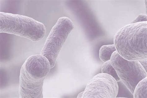 What Does Lactobacillus Gasseri Do? Good Bacteria