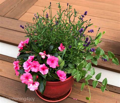 Container gardening with summer flowers - Gardening4Joy