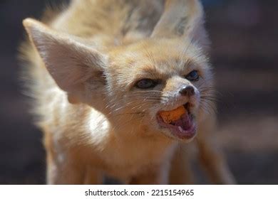 Fennec Fox Closeup Portrait Desert Stock Photo 2215154965 | Shutterstock