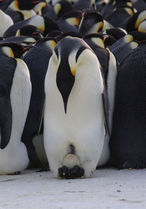 Emperor penguin breeding cycle – Australian Antarctic Program
