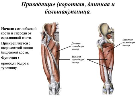 Мышцы нижней конечности - презентация онлайн