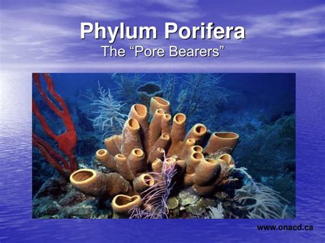 PPT - Phylum Porifera PowerPoint Presentation, free download - ID:3100992