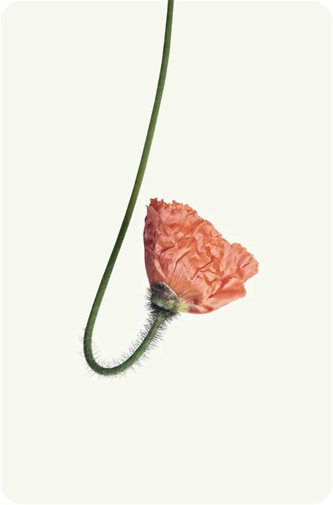 Flowers | What a surprise :-) on Behance