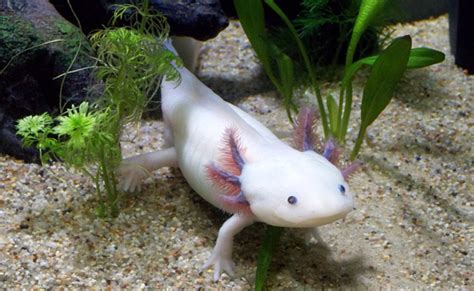 Axolotl : qui est-il ? Peut-il vivre en aquarium