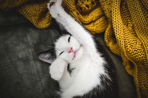 Счастливые коты, которые мило улыбаются