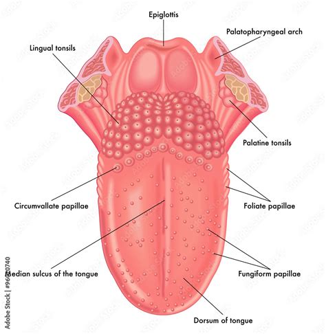 anatomia della lingua Stock Vector | Adobe Stock