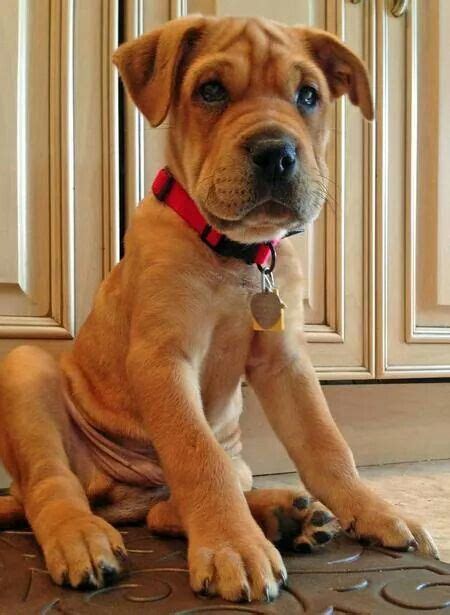 8 Best shar pei/ boxer mix images | Shar pei, Shar pei mix, Boxer mix