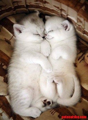 Snuggling and cuddling | Cute cats HQ - Pictures of cute cats and ...