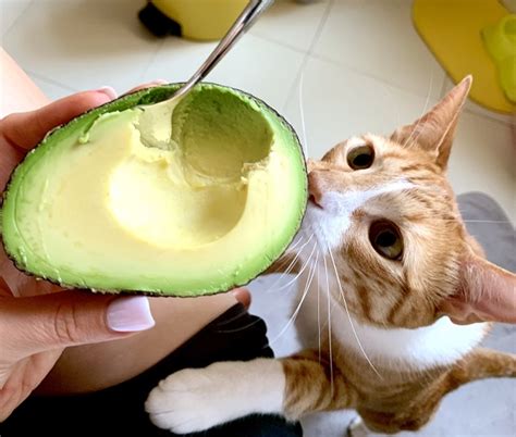 Abacate Faz Mal Para Gato - Gato pode comer abacate? Entenda os riscos | Petlove
