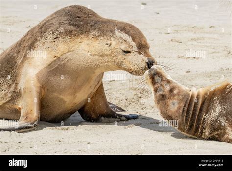 Australian sea lions greet each other on the beach, Neophoca cinerea ...