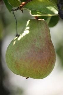 Pear Characters - Giant Bomb