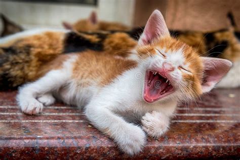 Funny kitty stock photo. Image of funny, laugh, kitty - 91524252