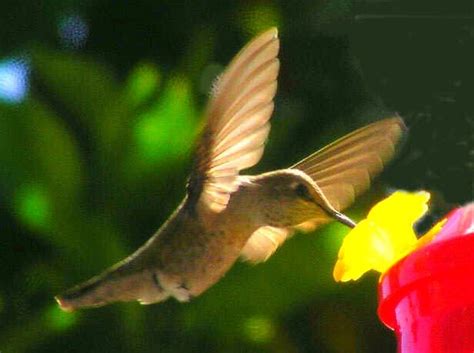 Hummingbird Rockport TX | North america travel, Beautiful places, Rockport