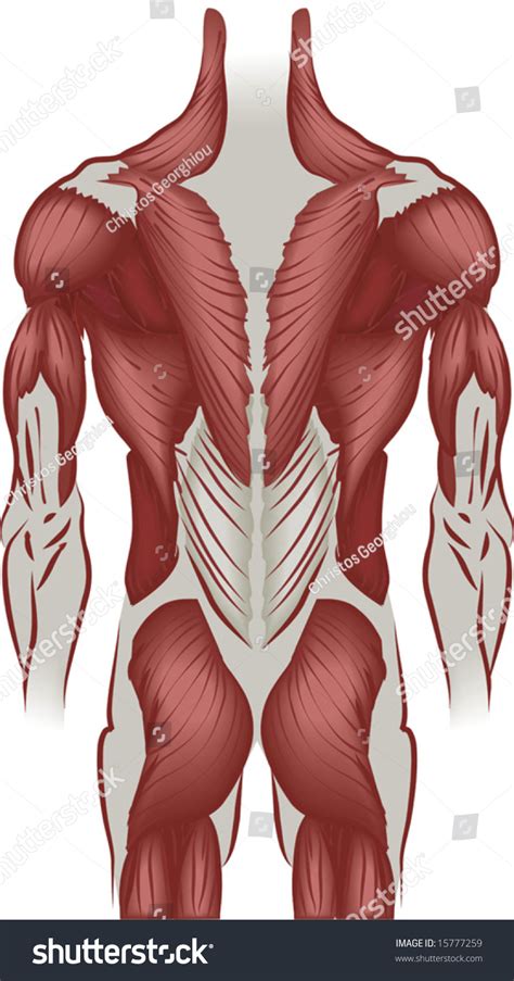 Illustration Muscles Human Back Stock Vector (Royalty Free) 15777259 ...