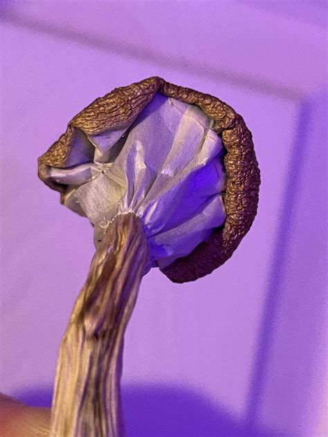 Shrooms Q Stripper Porn