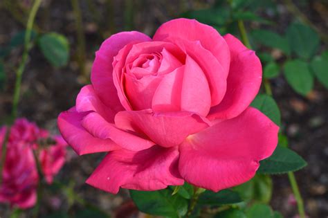 Free Images : landscape, flower, petal, autumn, pink, flora, flowers