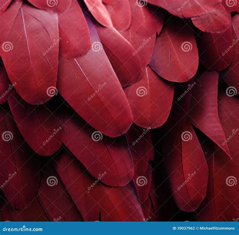 Pena De Arara Vermelha - Penas vermelhas da arara foto de stock. Imagem de pena - 39037962