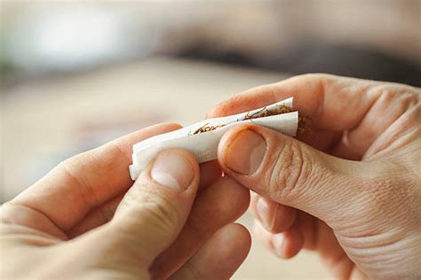 hand rolling tobacco stock  pictures royalty