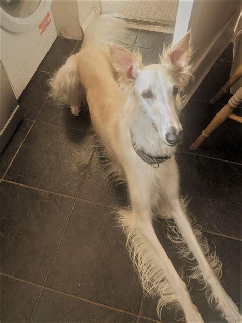 Long legs, check. Long snoot, check. Am I missing anything? : r/longboyes