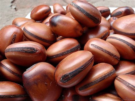Mucunã - Mucuna pruriens