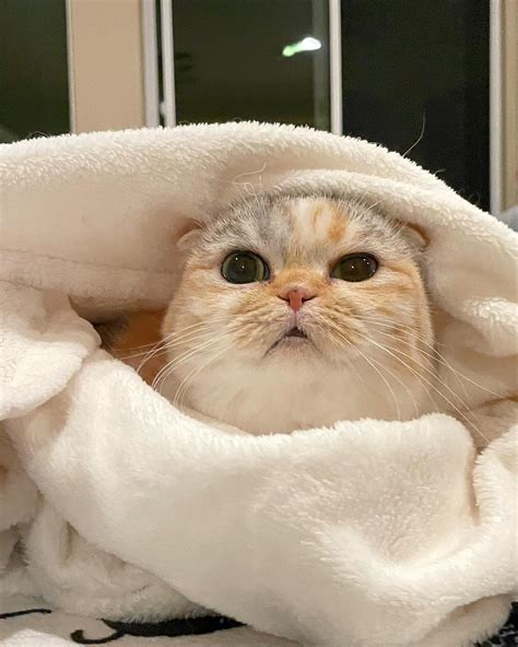 iron supplements for cats 8