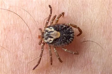 acari pybio paraguay biodiversidad