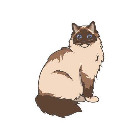 Discover adorable Ragdoll kittens. These high-quality illustrations