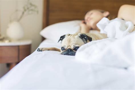 Pros y contras de dormir con perros en la cama - ColchonesAznar - Blog
