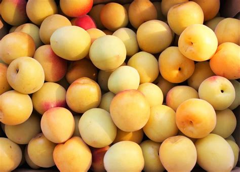 Prune golden japan bio - 1 kg - Ferme Des Bioux - Locavor.fr