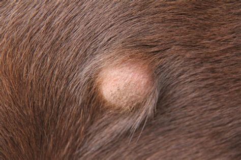 Dog abscesses
