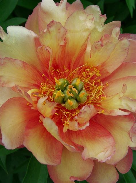 Paeonia ‘Itoh Julia Rose’ - Strooper Dekker