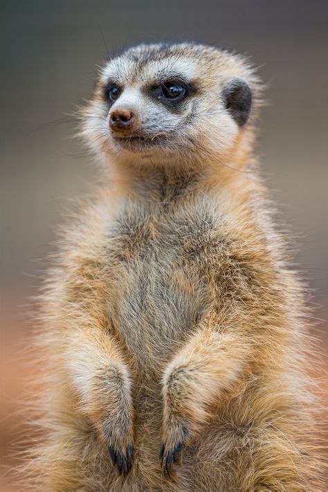 85 Best Cutest faces!! images | Adorable animals, Cutest animals, Funny ...