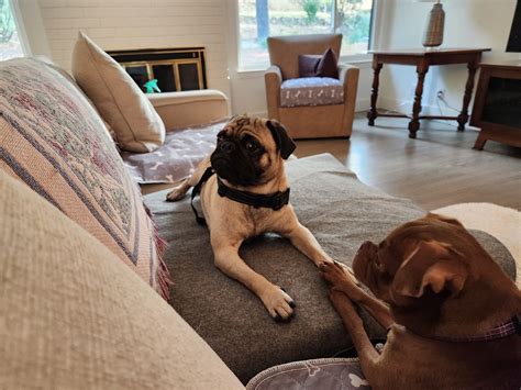 Harvey Milk – Bay Area Pug Project