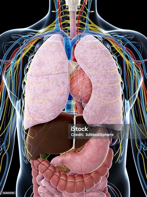 anatomi thorax manusia foto stok  gambar  anatomi