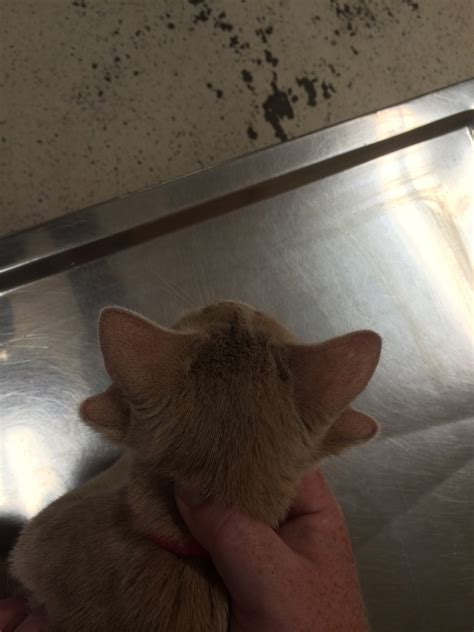 Cat with 4 Ears !!!!! | Haire Veterinary Clinic