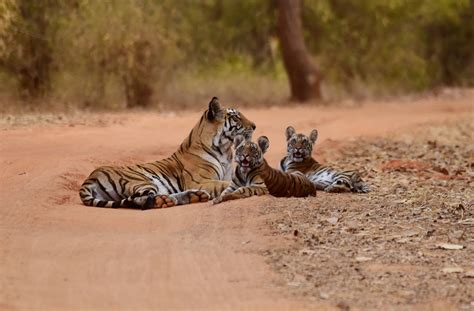What Is a Female Tiger Called? | Tiger-Universe