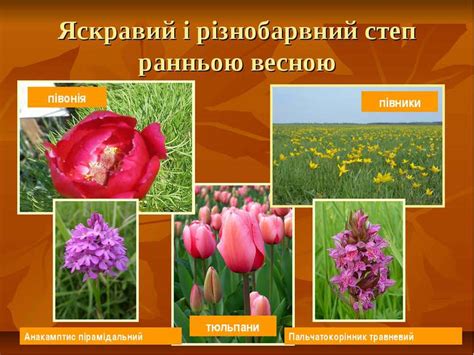 степ - презентація з природознавства