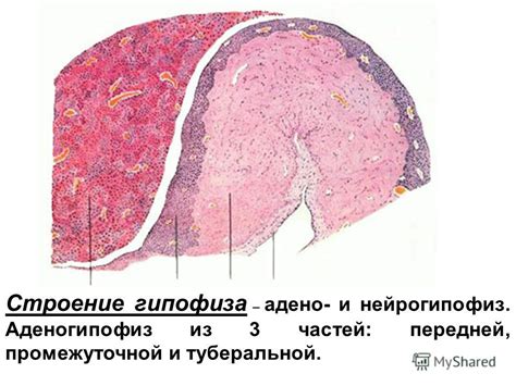 Презентация на тему: "Кафедра гистологии Карагандинского ...