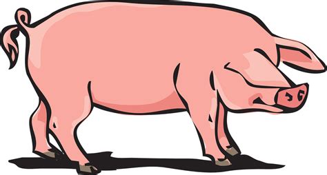 pig vectors pixabay