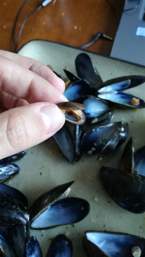 One of my mussels had a tiny, baby mussel inside : mildlyinteresting