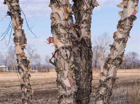 River Birch Is a Favored Yard Tree in the Southern U.S.