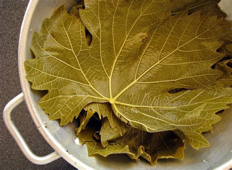 Pickled Grape Leaves Turkish Food Grape Leaf Vine Leaf - Etsy