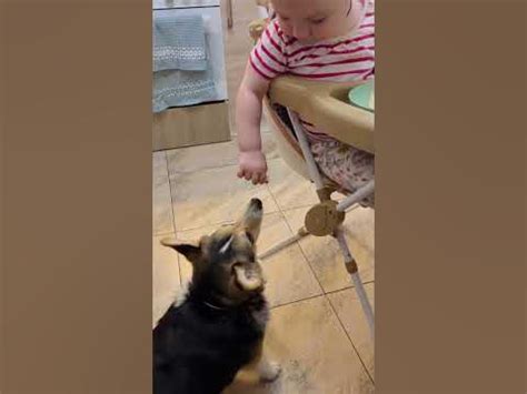 СОБАКИ И ДЕТИ | РЕБЕНОК КОРМИТ СОБАКУ #dog #funny #funnyvideo - YouTube