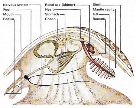 Mollusc Anatomy