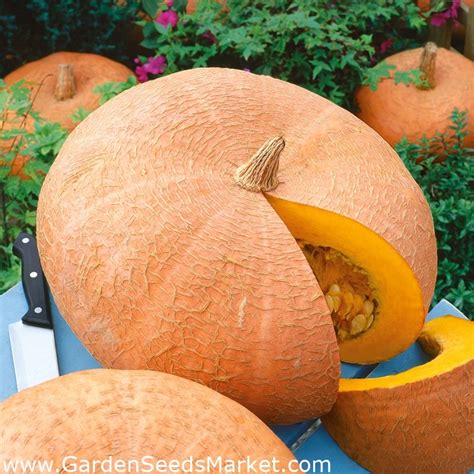 Pumpkin - Jaune Gros de Paris - Golden-Yellow, Nutritious - Fresh Seeds ...
