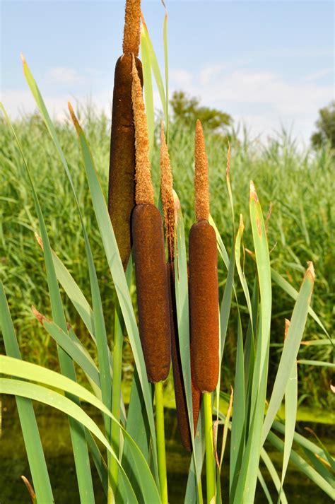 Free Images : flower, food, produce, crop, agriculture, flora, maize ...