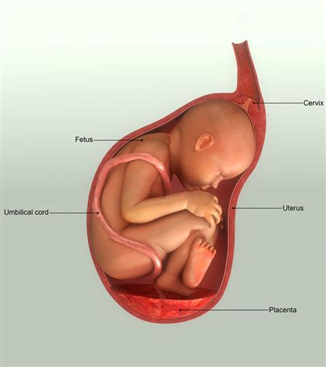 7 Signs That Your Unborn Baby Is Not Doing So Well | Unborn baby ...